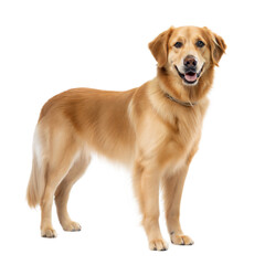 Golden Shepherd AI Generated Image