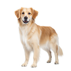 Golden Retriever Mix AI Generated Image
