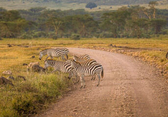 Zebras auf der Straße
