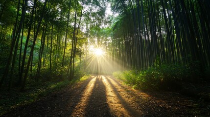 Obraz premium In a tranquil bamboo forest, sunlight beams through tall stalks, casting long shadows and illuminating mist blanketing the ground, creating a peaceful ambiance