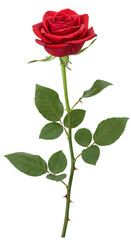 Obraz premium Rose summer flowers with transparent background