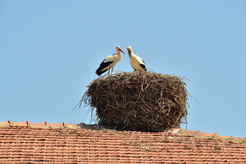 stork in the nest