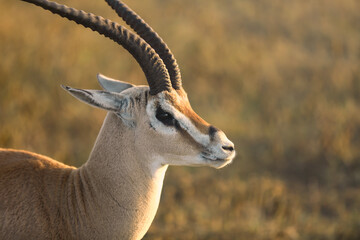 Nahaufnahme Springbock © codo97