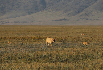Löwin mit 3 Babys © codo97