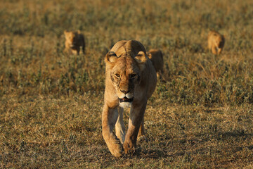 Löwin mit 3 Babys © codo97