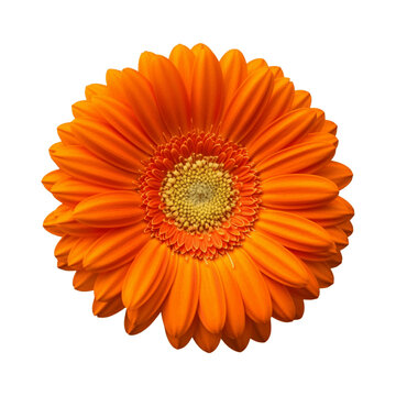 Orange Daisy transparent background