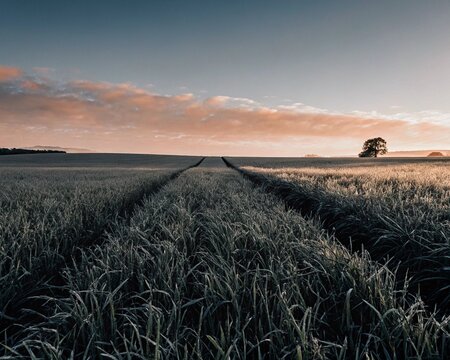 A Cornfield in an Evening 