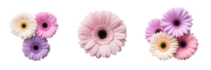 Vibrant gerbera flowers isolated on PNG background. Floral designs, botanical themes, greeting cards, and nature-inspired projects. Symbolizing joy, beauty, and freshness.