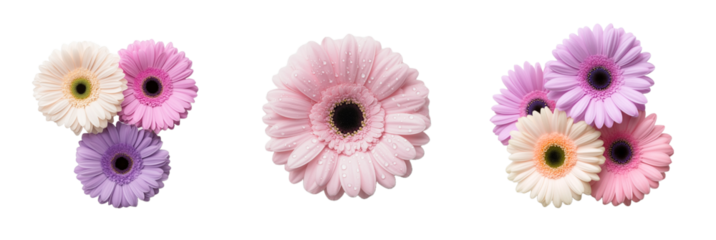 Vibrant gerbera flowers isolated on PNG background. Floral designs, botanical themes, greeting cards, and nature-inspired projects. Symbolizing joy, beauty, and freshness.