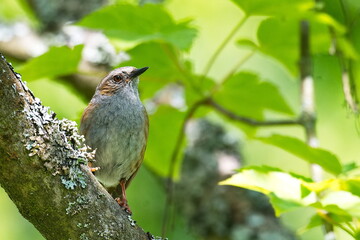 Heckenbraunelle (Prunella modularis)