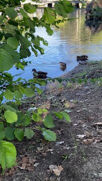 Ducks swimming by a small lake 