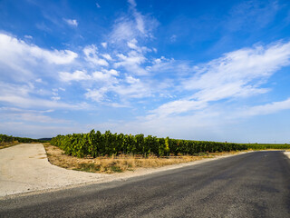 Oger, Champagne, Marne, Frankreich, Europa