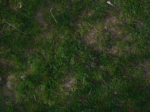 Top view and close-up of texture sparse grass lawn with uneven coverage and visible soil spots.
