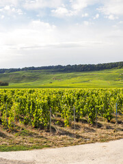 Oger, Champagne, Marne, Frankreich, Europa