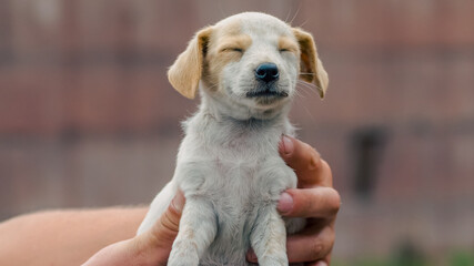little puppy is scared shut his eyes in the male hand