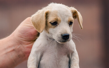 male hand is holding the neck of a little puppy