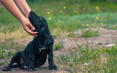 black puppy loyally looks up at the human
