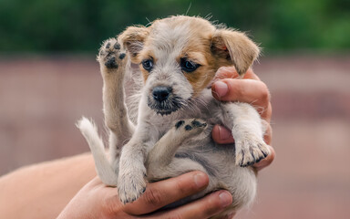 male hands are holding little puppy