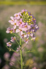 Close-up of Pink Rapeseed Flowers in Spring