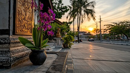 Sunset over blossoming orchids surat thani photography urban landscape close-up serene beauty