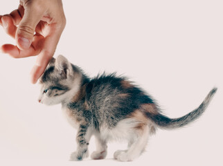 man's hand stroking the head of a small kitten