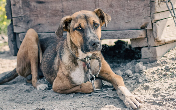 Poor Dog" Images – Browse 301 Stock Photos, Vectors, and Video | Adobe Stock