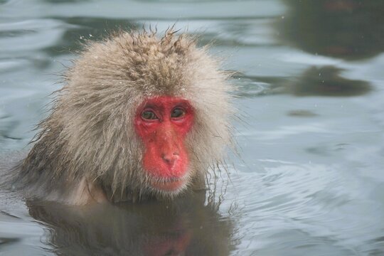 Ein japanischer Schneeaffe mit einem knall roten Gesicht (Macaca fuscata) badet in der heisse Quelle von Nagano, Japan.
