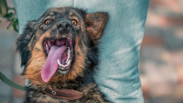 happy mongrel dog next to woman in blue jeans