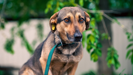 sad mongrel dog with a yellow tag in his ear against the background of summer trees