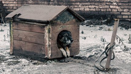 old dog on a leash sits in a wooden booth