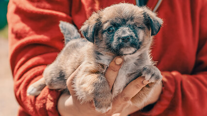 shelter purebred one-eyed puppy in the arms of woman wears red jacket