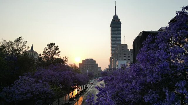Jacarandas en primavera, centro hist&oacute;rico de la ciudad de M&eacute;xico, CDMX torre latinoamericana