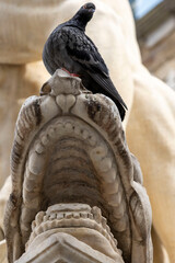 Sculpture with pigeon in Florence