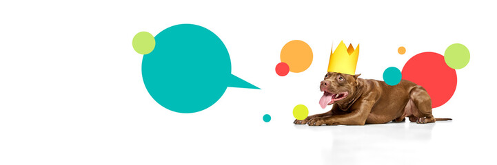 Banner. Composite image. Relaxed dog wearing yellow paper crown lying on glossy surface with bright speech elements floating around. Concept of pets care, domestic animals, grooming services.