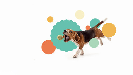 Conceptual design. Beagle catching tennis ball mid-run across white floor with playful graphic elements in motion. Concept of pets care, veterinary, domestic animals, grooming services.