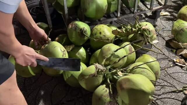 Slow motion Asian farmer is picking up small and short coconuts using cutting knife , whose fragrant water and soft flesh are perfect to sell as a beverage or called coconut with a flagrant juice.