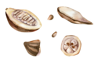 Cocoa beans and pod watercolor set with half pod,slices and pieces botanical illustration. Isolated elements of tropical fruit, coffee and chocolate ingredients clipart for cosmetics,product design