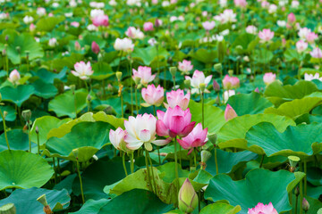 一面に咲く蓮の花畑
