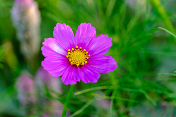 鮮やかなピンクの秋桜