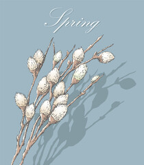 Pussy willow twigs with fluffy white buds, shadow, hand drawn vector illustration, blue background, lettering