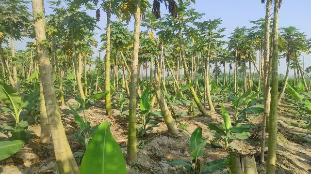 The Papiya plant, also known as Papaya (Carica papaya), is a tropical fruit-bearing plant native to Central America but now widely cultivated in tropical and subtropical regions. 