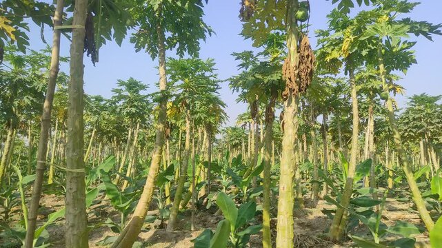 Papaya is a fast-growing tropical plant with large lobed leaves and soft stem. It bears sweet, orange-fleshed fruit rich in vitamins. Grows best in warm climates with good sunlight and drainage.