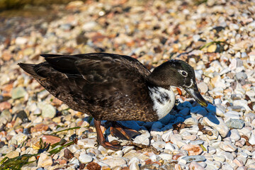 isolated duck on the lake of Garda