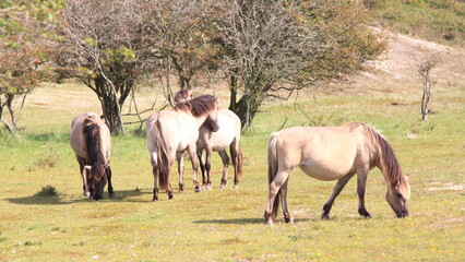 Konik © hadot