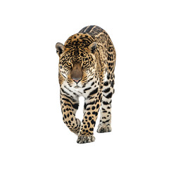 Obraz premium A Jaguar Walking on a solid white empty space, towards the camera, isolated on a transparent background