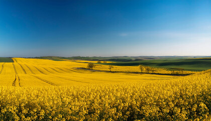 Fototapeta premium Beautiful yellow fields with rapeseed flowers on a hot summer day with clear blue sky