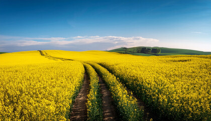 Beautiful yellow fields with rapeseed flowers on a hot summer day with clear blue sky