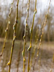 A close up of a tree branch with buds on it
