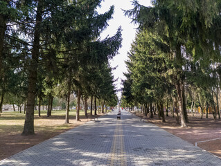 Obraz premium A walkway lined with trees in a park with benches