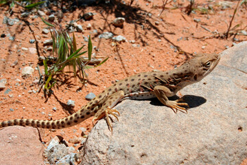 Long nosed leopard lizard, Gambelia wislizenii, Mojave Desert, California, U.S.A.
